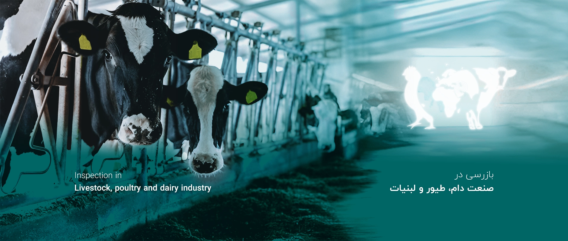 بازرسی در صنعت دام، طیور و لبنیات